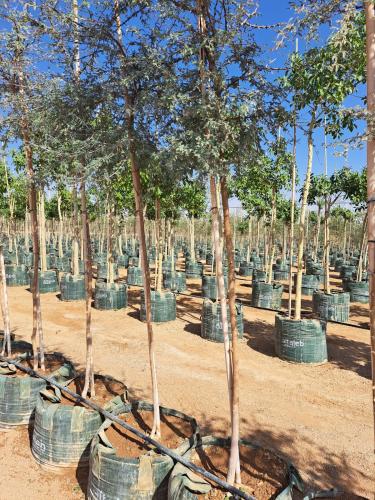 غاف خليجي Prosopis cineraria طول 3 متر