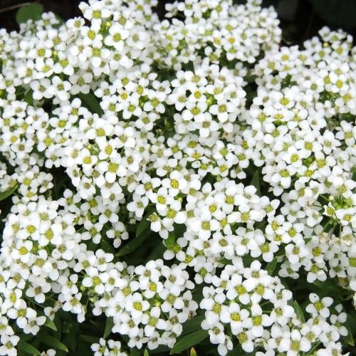 Alyssum seeds