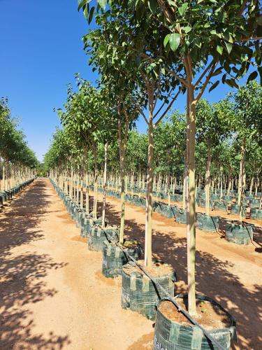 فيكس التيسماFicus altissima طول 3-4 متر