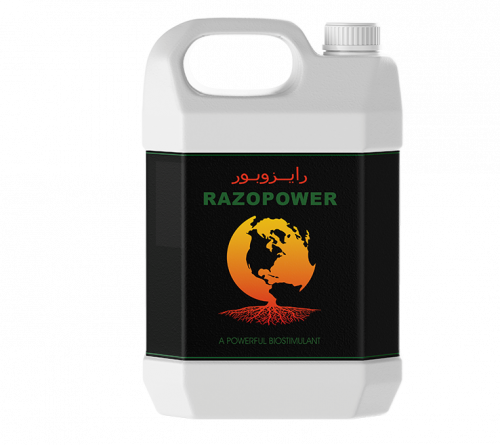 رايزوبور مركب أحماض أمينية 5 ليتر