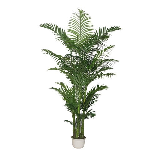 نخيل أريكا طول 230 سم مع الحوض PL149