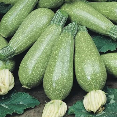 كوسا نورا هجين 1000 بذرة F1