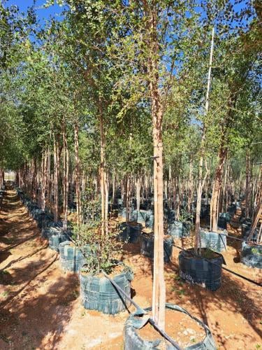 سدر بلدي Ziziphus spina-christi طول 3-4 متر