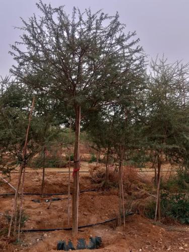 أكاسيا راديانا سمر Acacia Radiana طول 3-4 متر