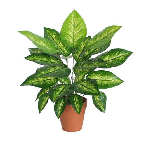 شجرة صناعية دفنباخيا ورق مبرقش طول 60 سم PL029