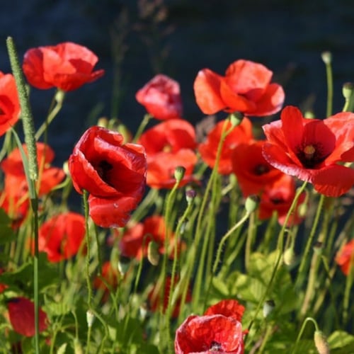 بودرة عكر فاسي -100غرام