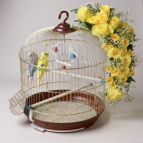قفص عصافير الحب Lovebirds
