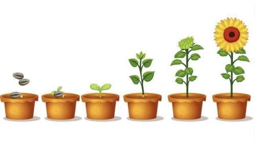 مطوية تراكيب النبات صف ثالث