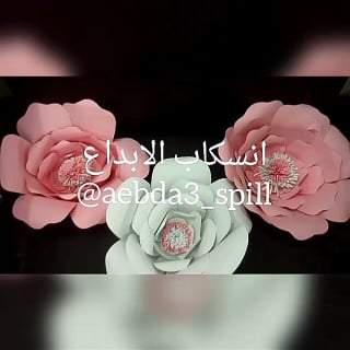 ورد عملاق بلون ابيض ووردي ثلاث حبات