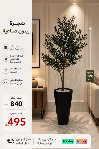 شجرة زيتون بمركن مرتفع