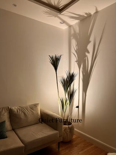 شجرة صبار