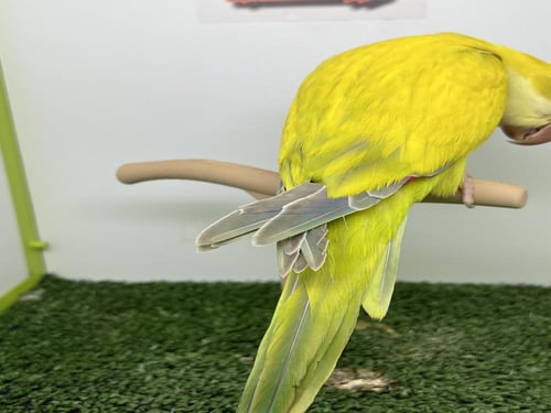 فرخ كويكر قرين كروس اوفر