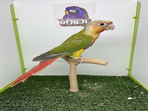 كنيور اناناس دبل رد فاكتور 253