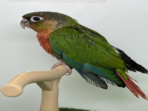 فرخ كنيور يلو سايد دبل رد فاكتور -149