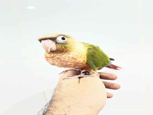 كنيور اناناس رد فاكتور ١٥٩