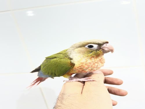 كنيور اناناس رد فاكتور ١٥٩