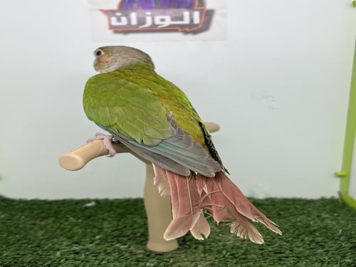 كنيور اناناس رد فاكتور 171