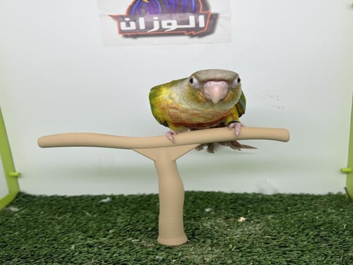 كنيور اناناس رد فاكتور 171