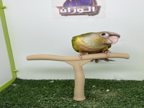 كنيور اناناس رد فاكتور 171