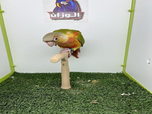 كنيور اناناس دبل رد فاكتور