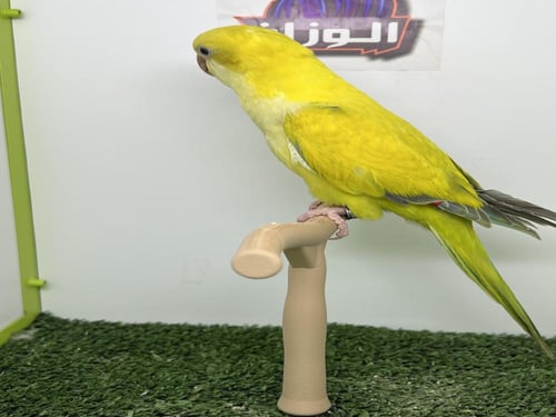 فرخ كويكر قرين كروس اوفر