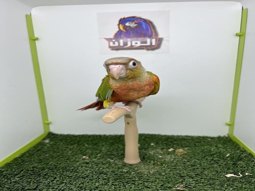 كنيور اناناس دبل رد فاكتور