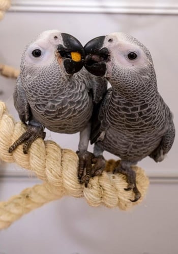 سيتاكوس اوميجا غذاء الببغاء PSITTACUS Omega