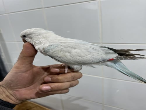 فرخ كويكر سنو وايت مفطوم رقم الحجل