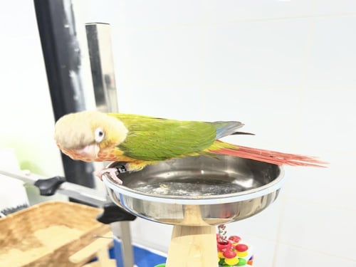 كنيور اناناس رد فاكتور ١٥٩