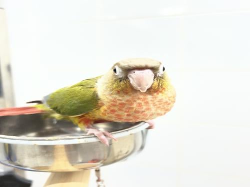 كنيور اناناس رد فاكتور ١٥٩