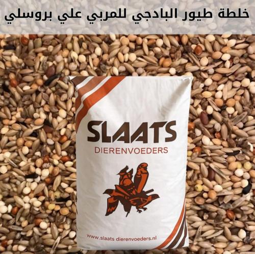 خلطة البادجي للمربي علي بروسلي من خلطة إنتاج وتجهيز احترافية لطيور البادجي ALI BOURESLI SLAATS
