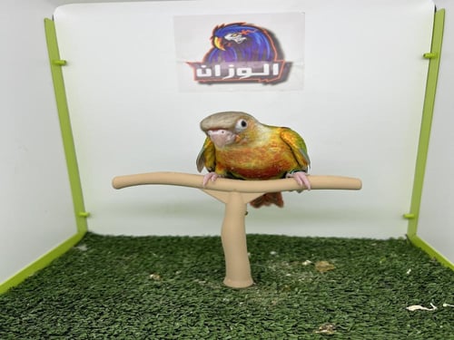 كنيور اناناس دبل رد فاكتور