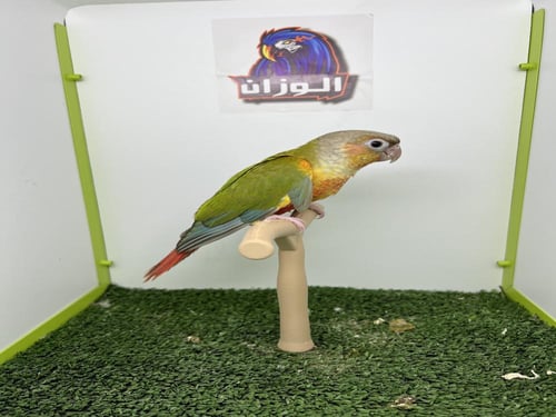 كنيور اناناس دبل رد فاكتور