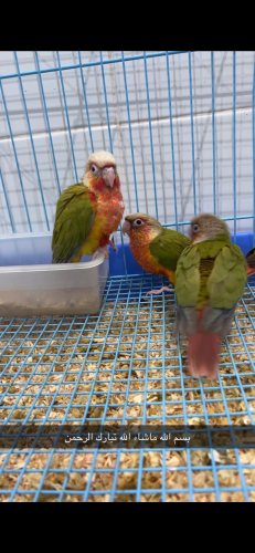 كنيور اناناس تربل رد فاكتور