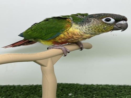 كنيور يلو سايد رد فاكتور 246