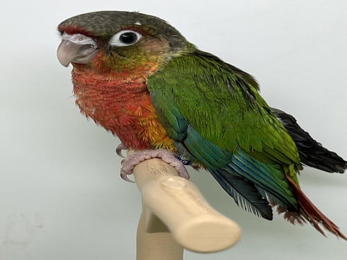 فرخ كنيور يلو سايد دبل رد فاكتور -149