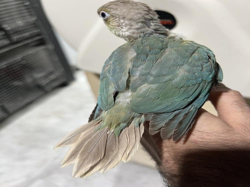 فرخ كنيور تركواز اناناس طفراء