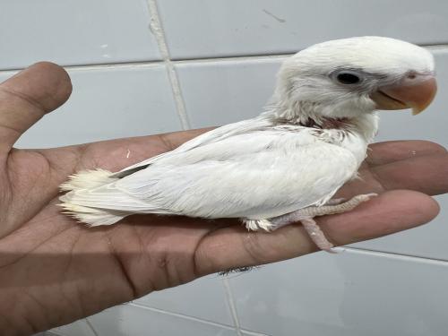 فروخ روز غر