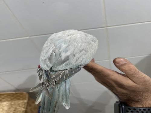 فرخ كويكر سنو وايت مفطوم رقم الحجل