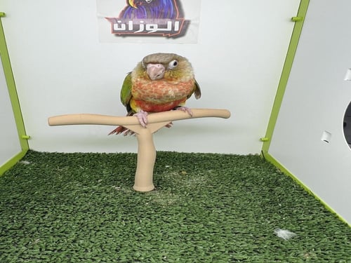 كنيور اناناس رد فاكتور ١٥٩