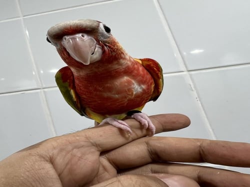 كنيور اناناس دبل رد فاكتور حجل ١٥١