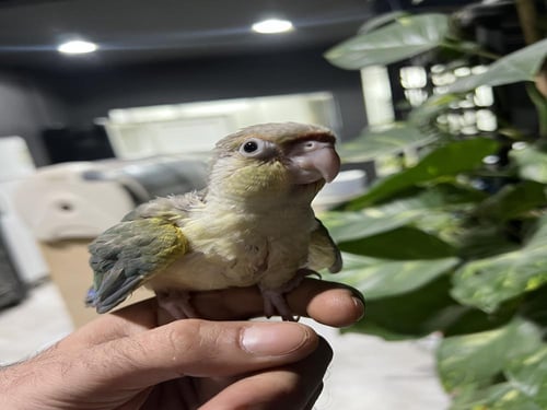 فرخ كنيور تركواز اناناس طفراء