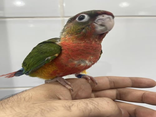 فرخ كنيور يلو سايد دبل رد فاكتور -149