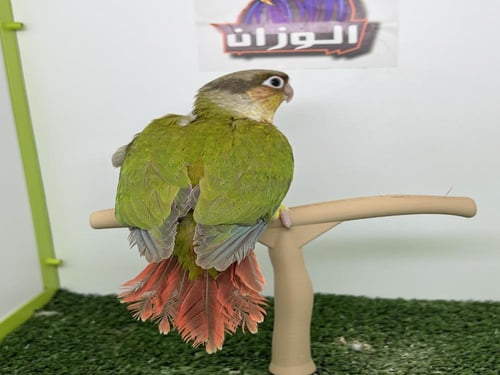 كنيور اناناس رد فاكتور طفراء- 154