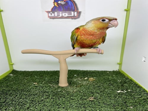 كنيور اناناس دبل رد فاكتور