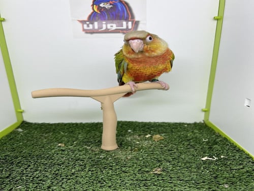 كنيور اناناس دبل رد فاكتور