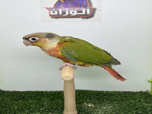 كنيور اناناس رد فاكتور طفراء- 154