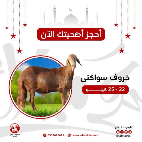 أضحية خروف سواكني جذع
