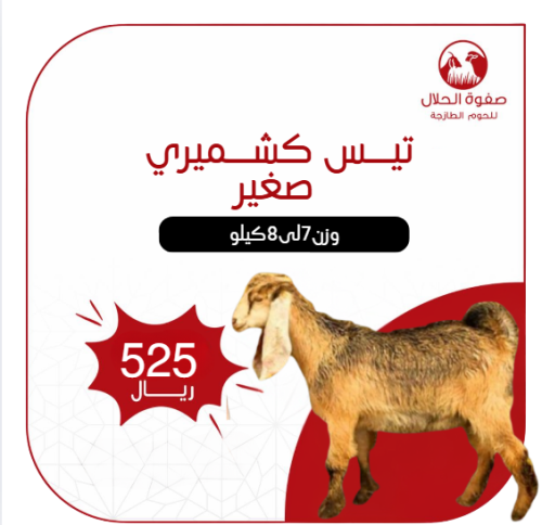 تيس كشميري لباني (7 -8 ك)