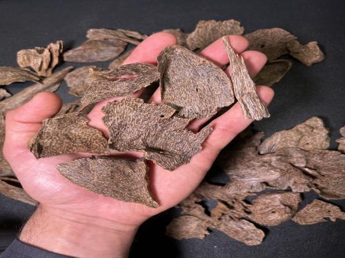 سيلاني قواقع طيب